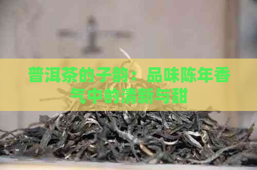 普洱茶的子韵：品味陈年香气中的清新与甜