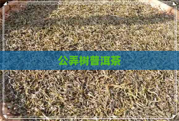 公弄树普洱茶