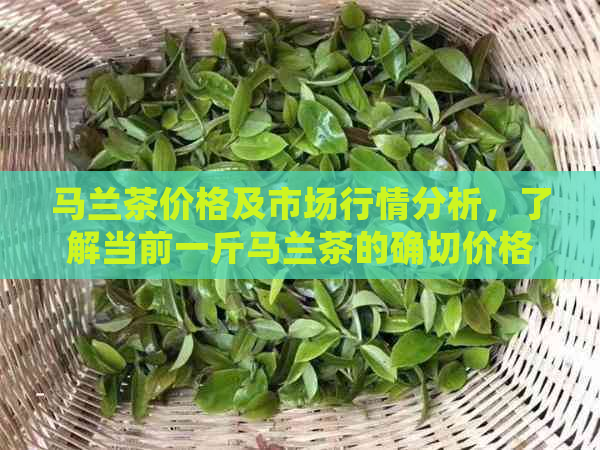 马兰茶价格及市场行情分析，了解当前一斤马兰茶的确切价格