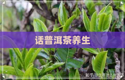 话普洱茶养生