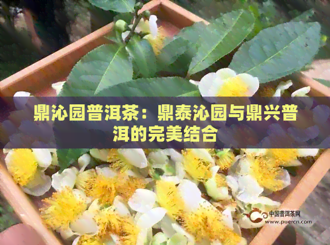 鼎沁园普洱茶：鼎泰沁园与鼎兴普洱的完美结合