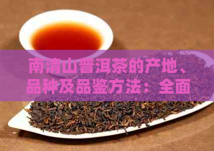 南清山普洱茶的产地、品种及品鉴方法：全面了解中国云南的优质茶叶