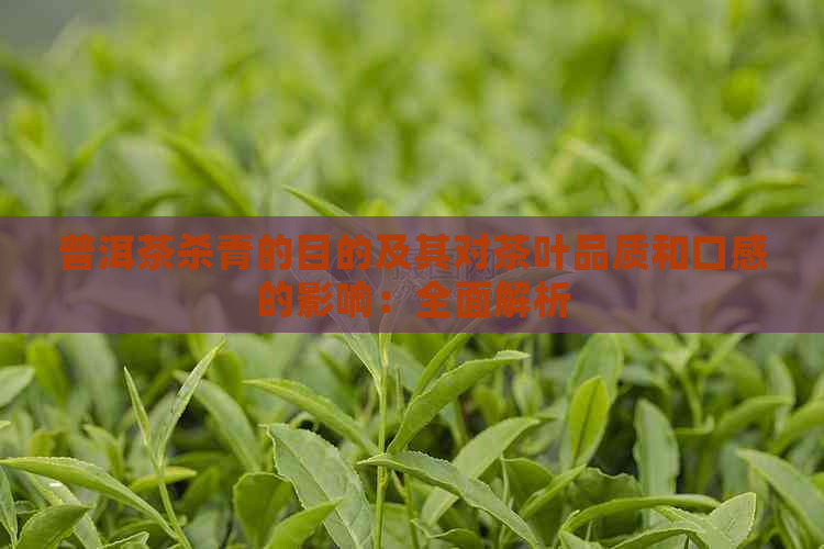 普洱茶杀青的目的及其对茶叶品质和口感的影响：全面解析