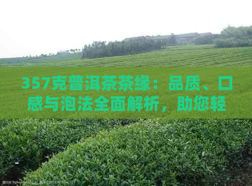 357克普洱茶茶缘：品质、口感与泡法全面解析，助您轻松选对好茶