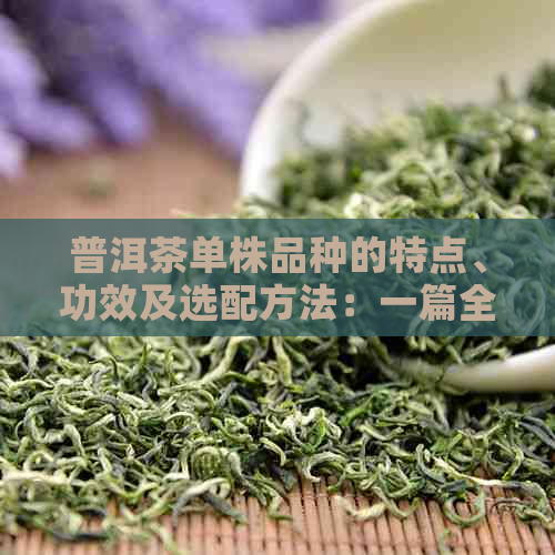 普洱茶单株品种的特点、功效及选配方法：一篇全面解析