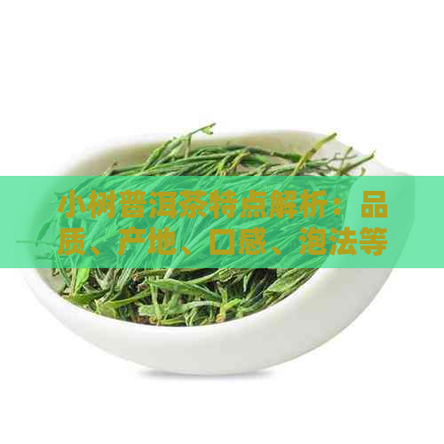 小树普洱茶特点解析：品质、产地、口感、泡法等全方位了解