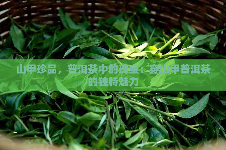 山甲珍品，普洱茶中的瑰宝：穿山甲普洱茶的独特魅力