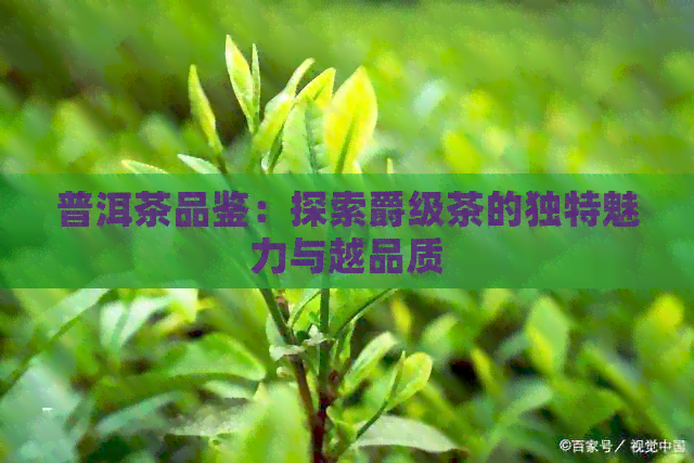 普洱茶品鉴：探索爵级茶的独特魅力与越品质