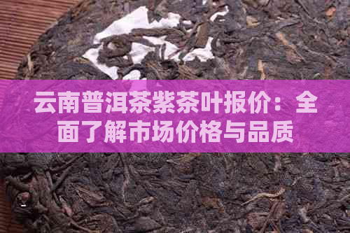 云南普洱茶紫茶叶报价：全面了解市场价格与品质