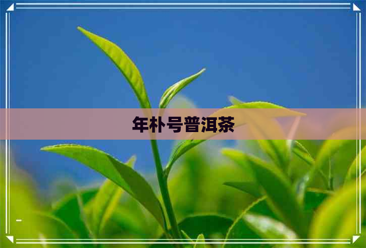 年朴号普洱茶