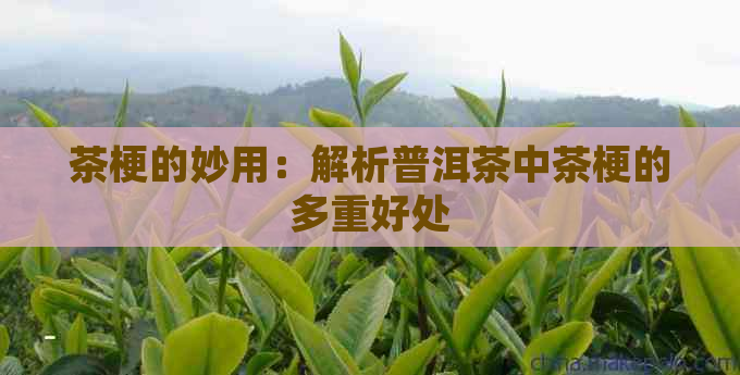 茶梗的妙用：解析普洱茶中茶梗的多重好处