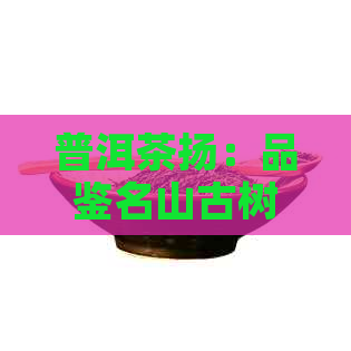 普洱茶扬：品鉴名山古树茶，感受千年传承韵味