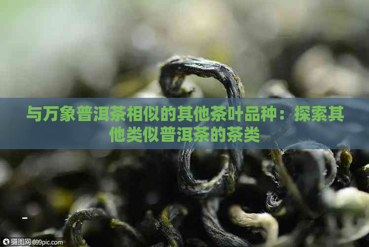 与万象普洱茶相似的其他茶叶品种：探索其他类似普洱茶的茶类