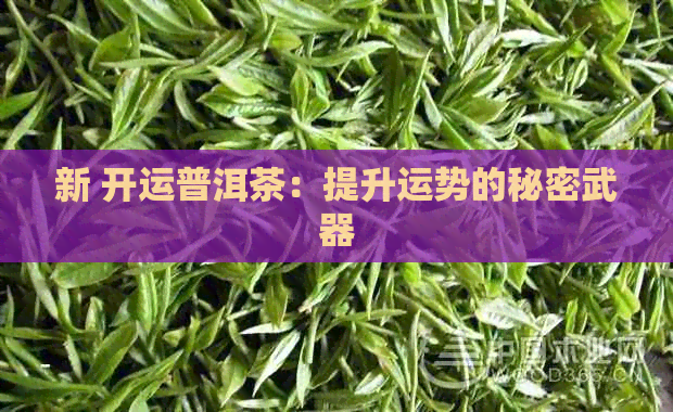 新 开运普洱茶：提升运势的秘密武器