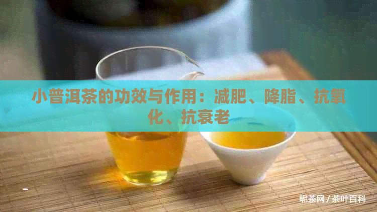 小普洱茶的功效与作用：减肥、降脂、抗氧化、抗衰老