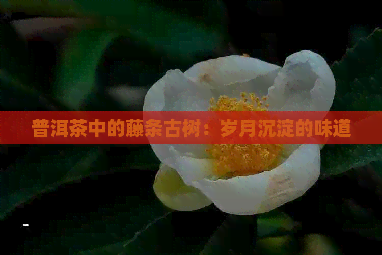 普洱茶中的藤条古树：岁月沉淀的味道