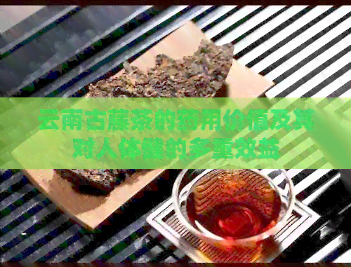 云南古藤茶的药用价值及其对人体健的多重效益