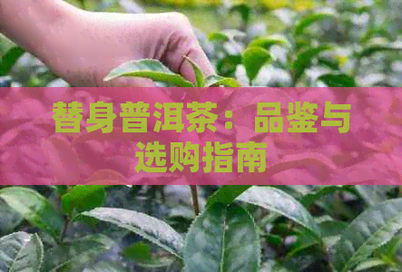 替身普洱茶：品鉴与选购指南