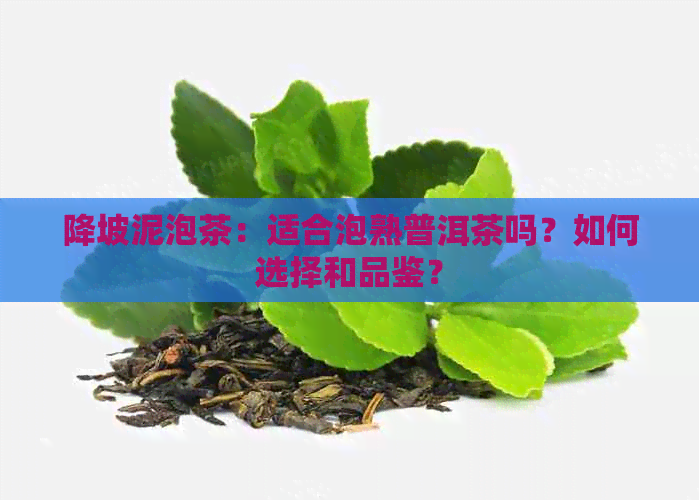 降坡泥泡茶：适合泡熟普洱茶吗？如何选择和品鉴？