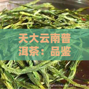 天大云南普洱茶：品鉴与生茶说明书