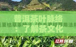 普洱茶叶脉络：了解茶文化、品质与功效的全方位指南