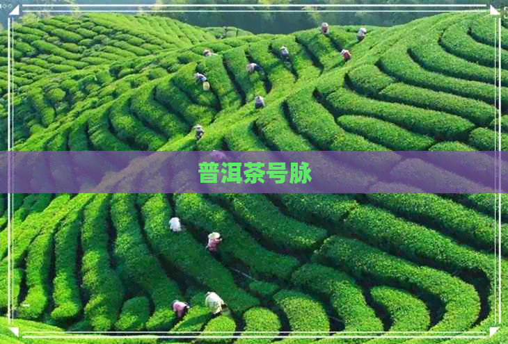 普洱茶号脉