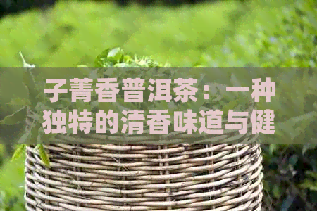 子菁香普洱茶：一种独特的清香味道与健益处的完美结合