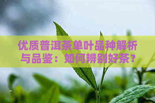 优质普洱茶单叶品种解析与品鉴：如何辨别好茶？