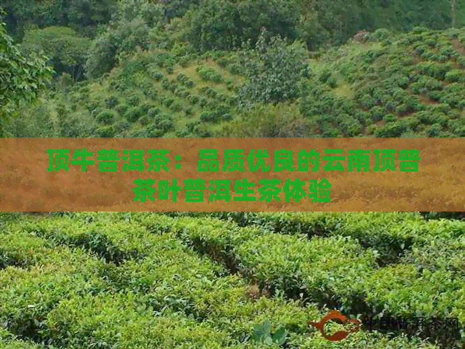 顶牛普洱茶：品质优良的云南顶普茶叶普洱生茶体验