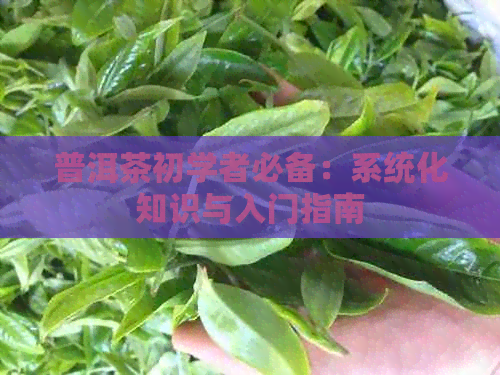 普洱茶初学者必备：系统化知识与入门指南