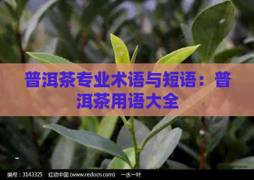 普洱茶专业术语与短语：普洱茶用语大全