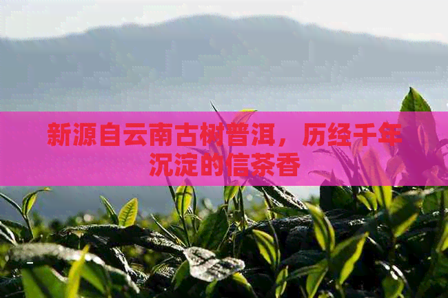 新源自云南古树普洱，历经千年沉淀的信茶香