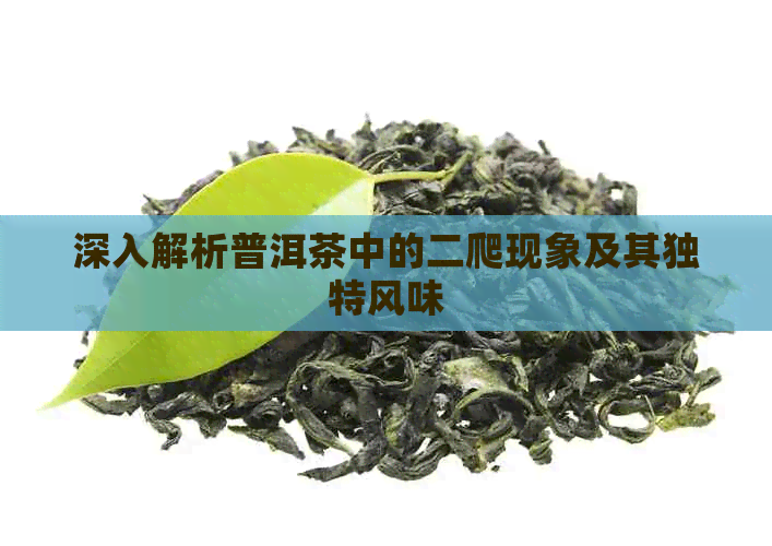 深入解析普洱茶中的二爬现象及其独特风味