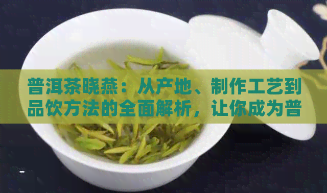 普洱茶晓燕：从产地、制作工艺到品饮方法的全面解析，让你成为普洱茶专家