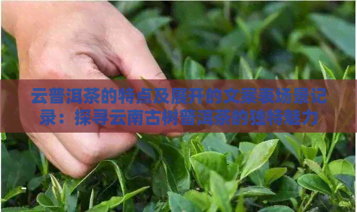 云普洱茶的特点及展开的文案表场景记录：探寻云南古树普洱茶的独特魅力