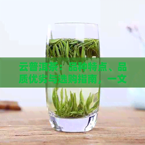 云普洱茶：品种特点、品质优劣与选购指南，一文解答所有疑问