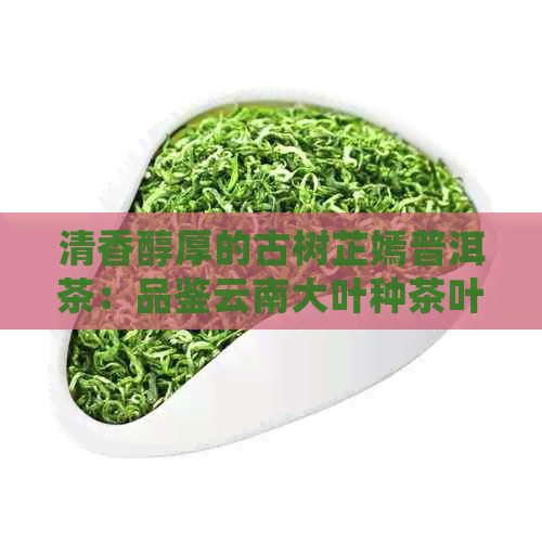 清香醇厚的古树芷嫣普洱茶：品鉴云南大叶种茶叶的魅力