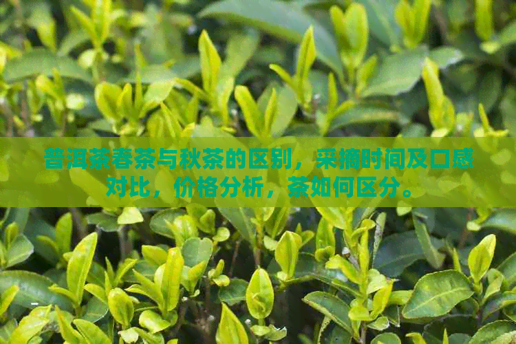 普洱茶春茶与秋茶的区别，采摘时间及口感对比，价格分析，茶如何区分。