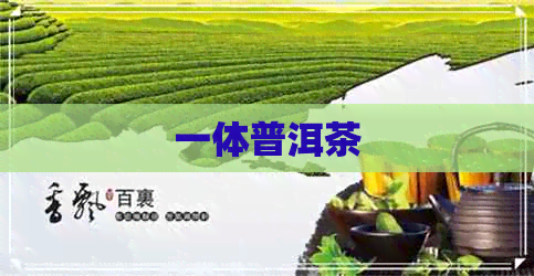 一体普洱茶