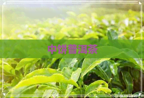 中饼普洱茶