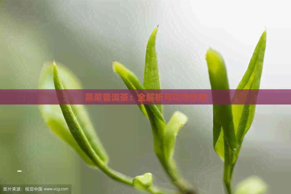 黑荣普洱茶：全解析与功效作用