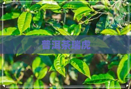 普洱茶瑞虎