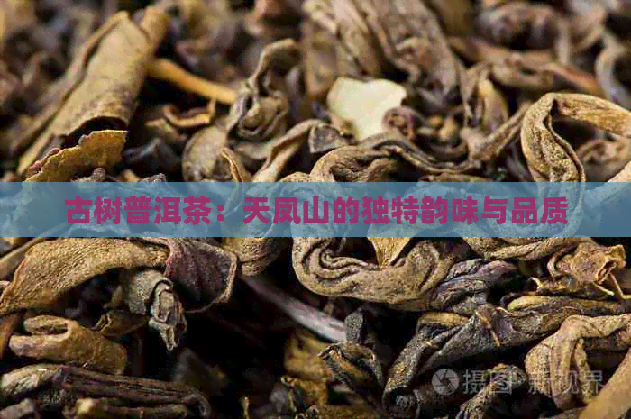 古树普洱茶：天凤山的独特韵味与品质