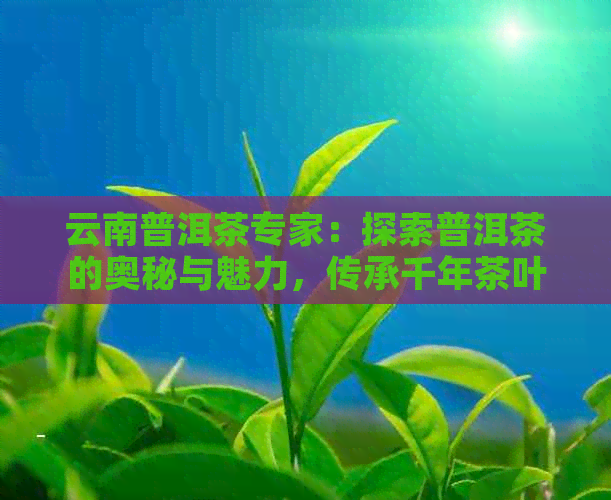 云南普洱茶专家：探索普洱茶的奥秘与魅力，传承千年茶叶文化