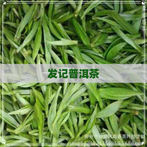 发记普洱茶