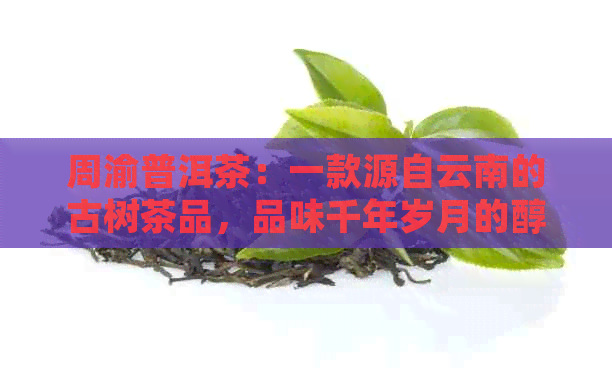 周渝普洱茶：一款源自云南的古树茶品，品味千年岁月的醇香