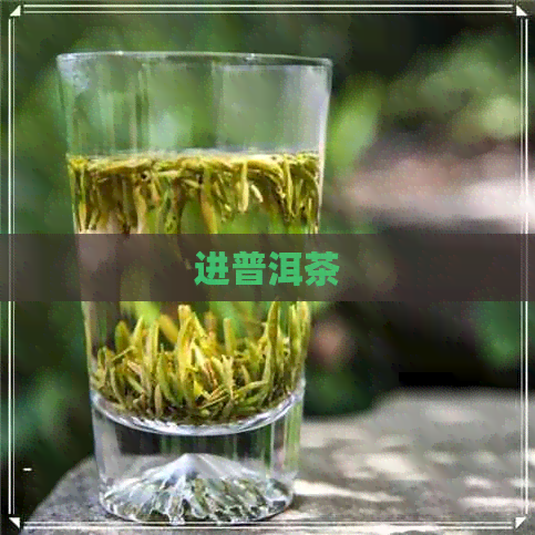 进普洱茶