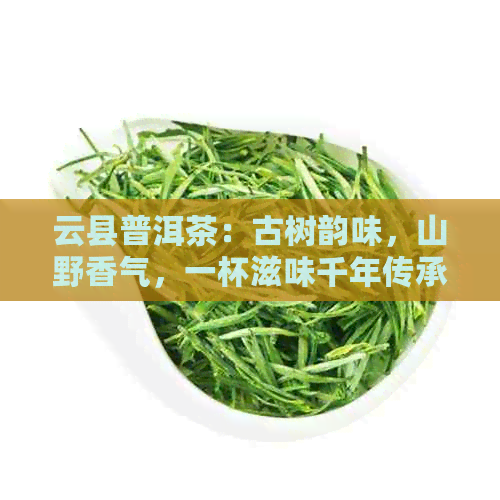 云县普洱茶：古树韵味，山野香气，一杯滋味千年传承