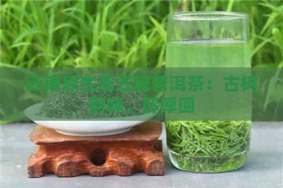 云南原生态五塘普洱茶：古树韵味，醇厚回