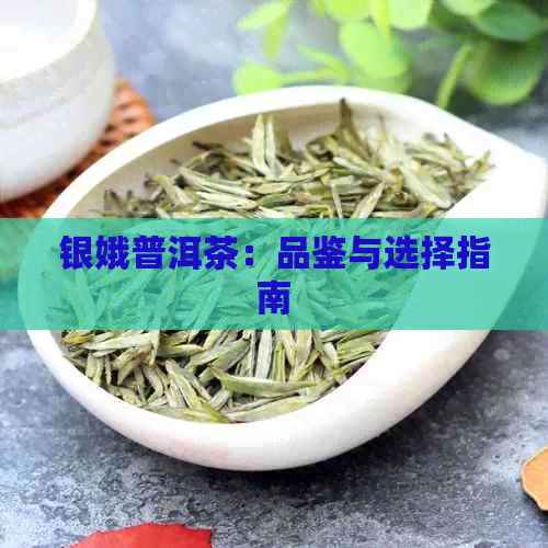 银娥普洱茶：品鉴与选择指南